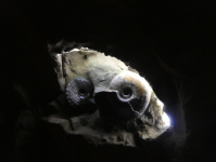 Geologie
